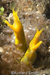 I had seen these two yellow blue ribbon eels in separate ... by Richard Smith 
